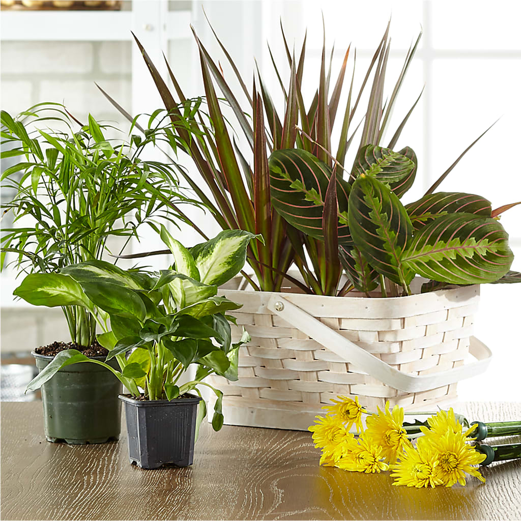 Florist Designed Blooming and Green Plants in a Basket – Hummelstown Flowers, Hummelstown PA