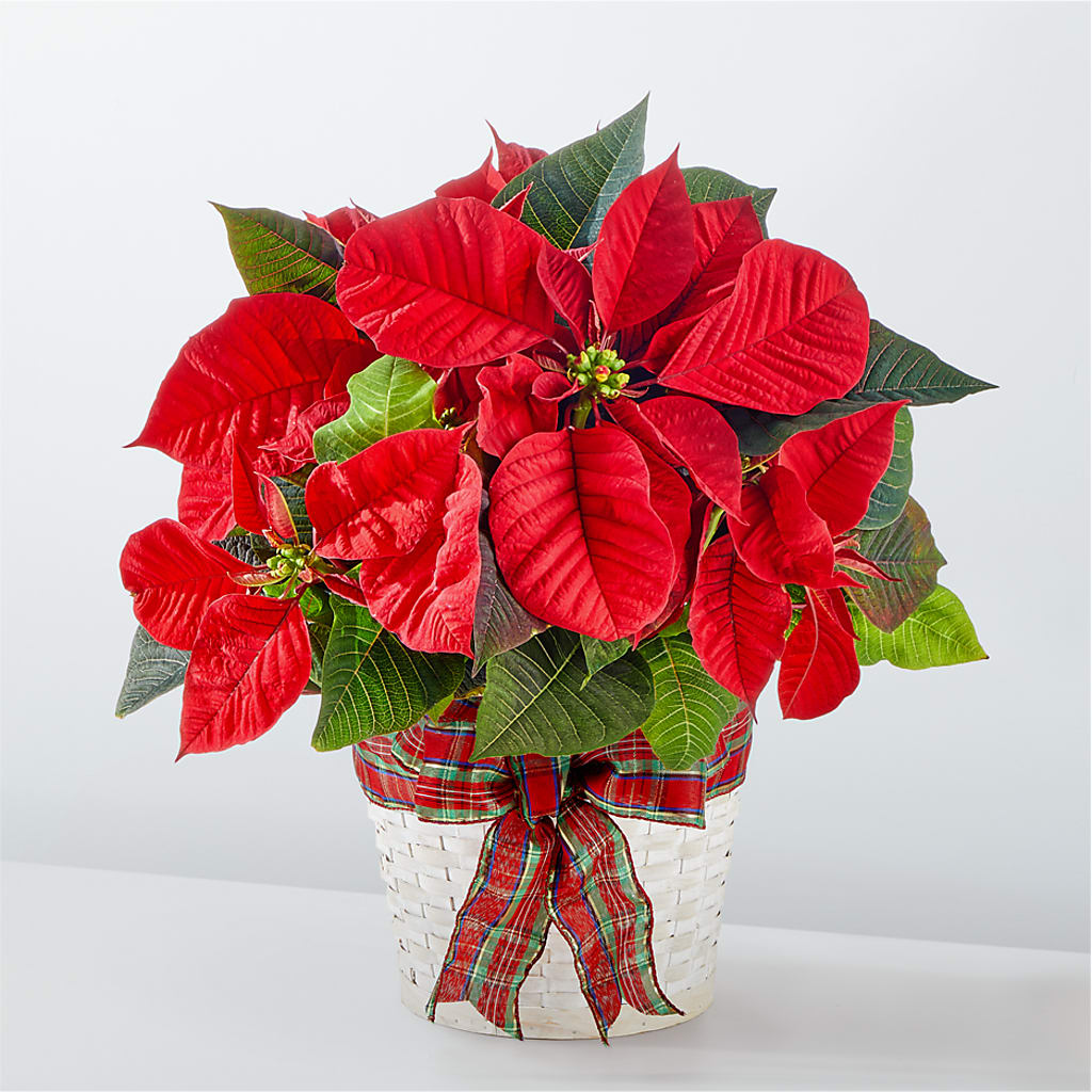 Happiest Holidays Poinsettia – Hummelstown Flowers, Hummelstown PA