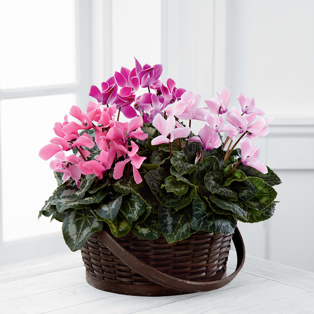Mixed Cyclamen Planter – Hummelstown Flowers, Hummelstown PA