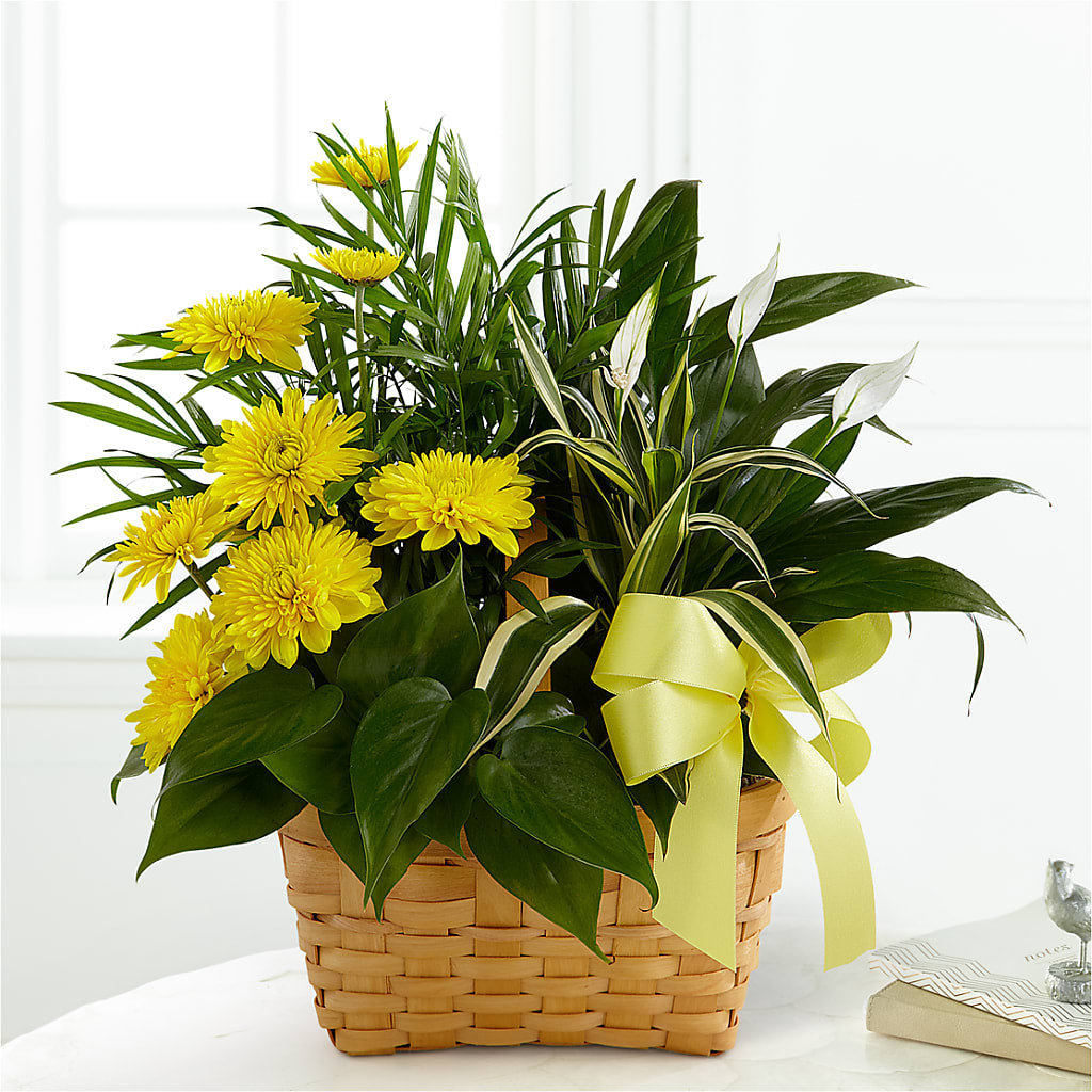 Loving Light Dishgarden – Hummelstown Flowers, Hummelstown PA