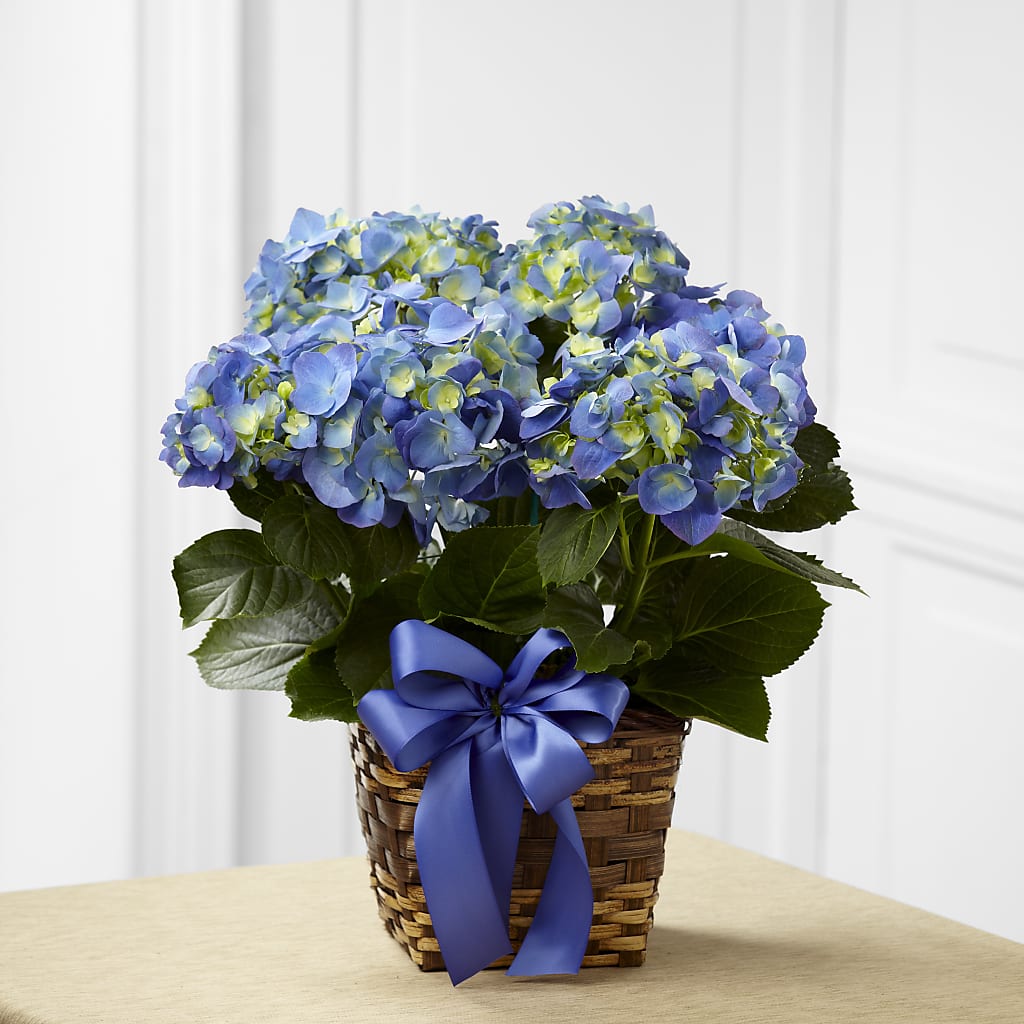 Blue Hydrangea Planter – Hummelstown Flowers, Hummelstown PA