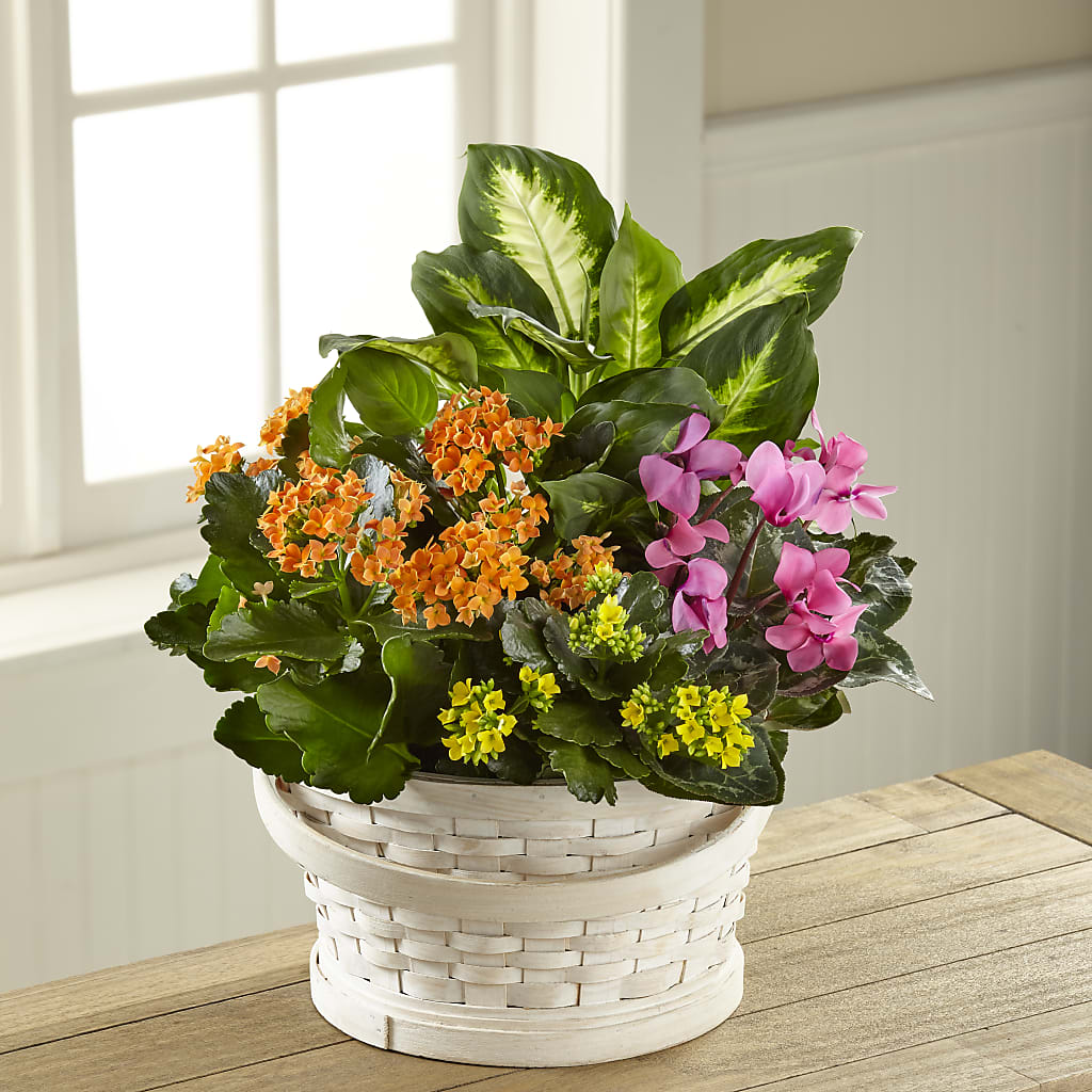 Color Crush Dishgarden – Hummelstown Flowers, Hummelstown PA