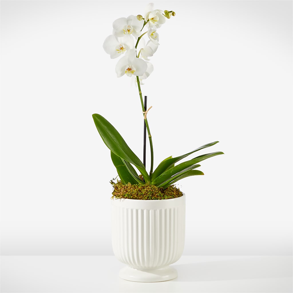 Whispering White Orchid – Hummelstown Flowers, Hummelstown PA