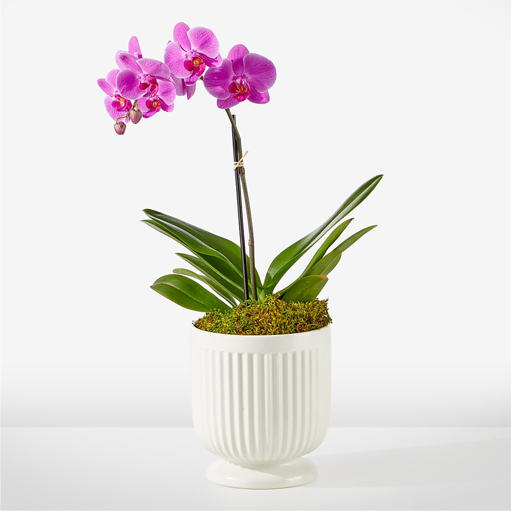 Friendly Fuchsia Orchid – Hummelstown Flowers, Hummelstown PA