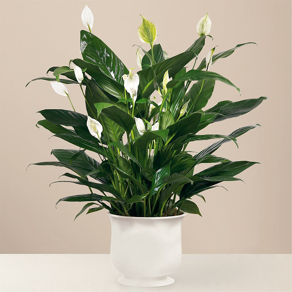 Comfort Planter – Hummelstown Flowers, Hummelstown PA
