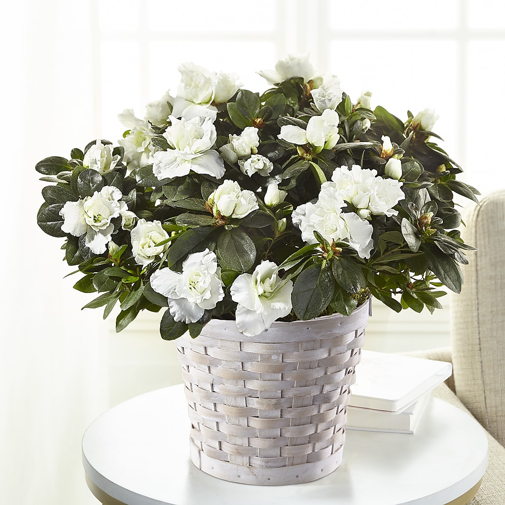 White Azalea Plant – Hummelstown Flowers, Hummelstown PA