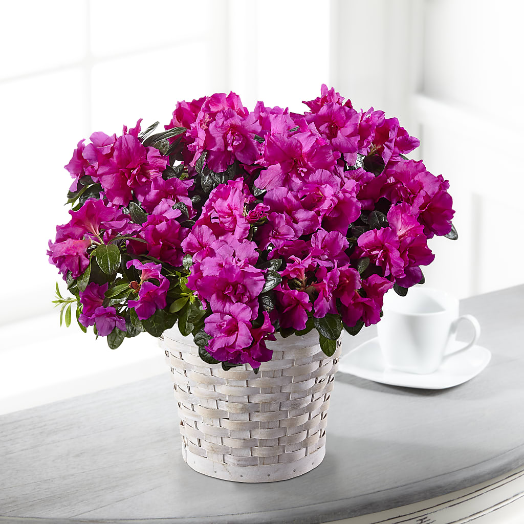 Hope & Serenity Azalea Plant – Hummelstown Flowers, Hummelstown PA