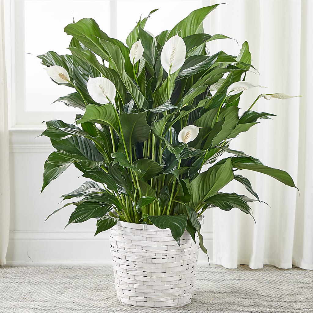 A New Leaf Peace Lily – Hummelstown Flowers, Hummelstown PA