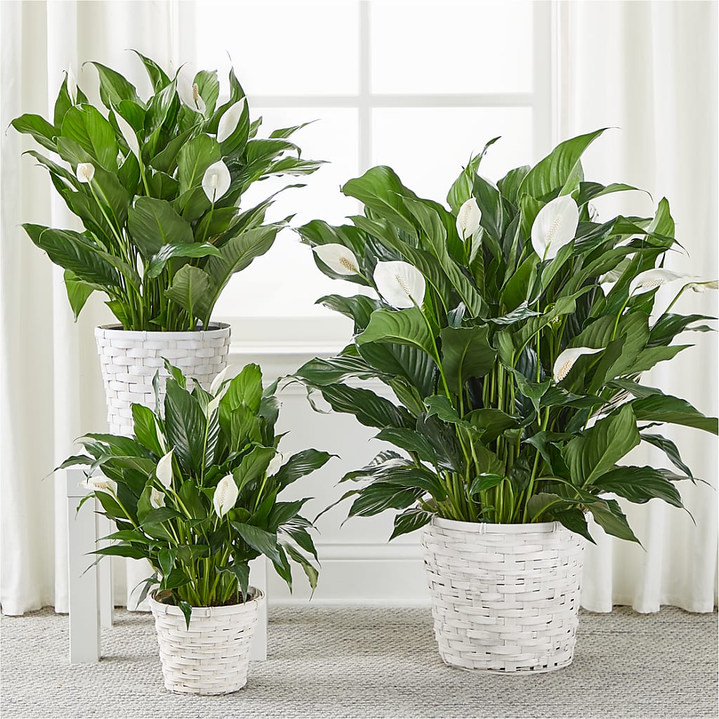 A New Leaf Peace Lily – Hummelstown Flowers, Hummelstown PA
