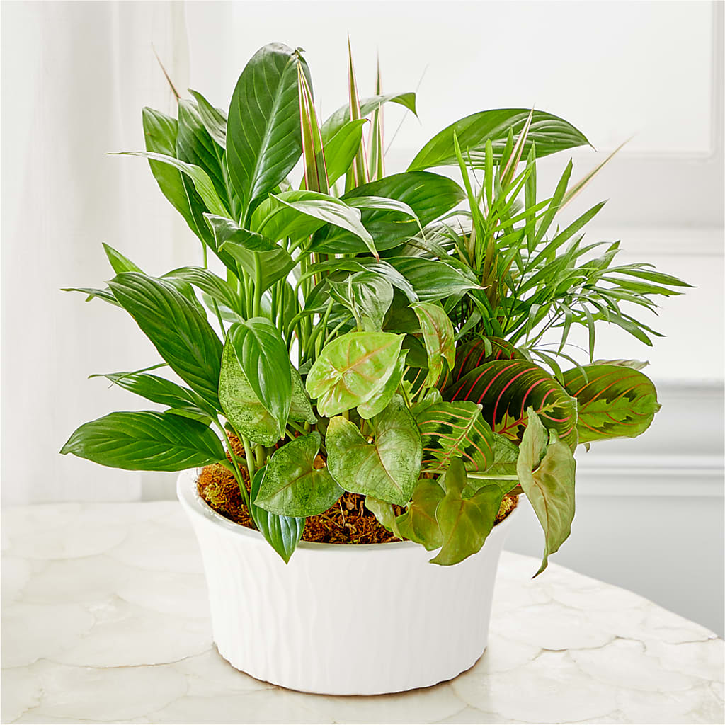 Balance & Harmony Dishgarden – Hummelstown Flowers, Hummelstown PA