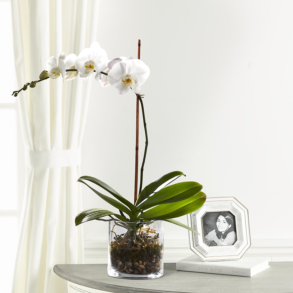 White Orchid Planter – Hummelstown Flowers, Hummelstown PA