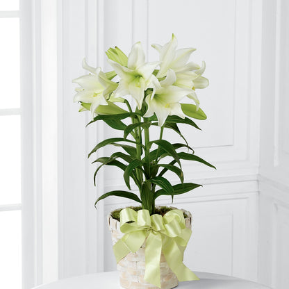 Easter Lily Plant –  Hummelstown Flowers, Hummelstown PA