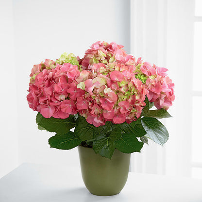 Pink Hydrangea Planter –  Hummelstown Flowers, Hummelstown PA