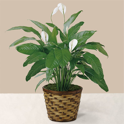 Tranquil Moments Peace Lily Plant –  Hummelstown Flowers, Hummelstown PA