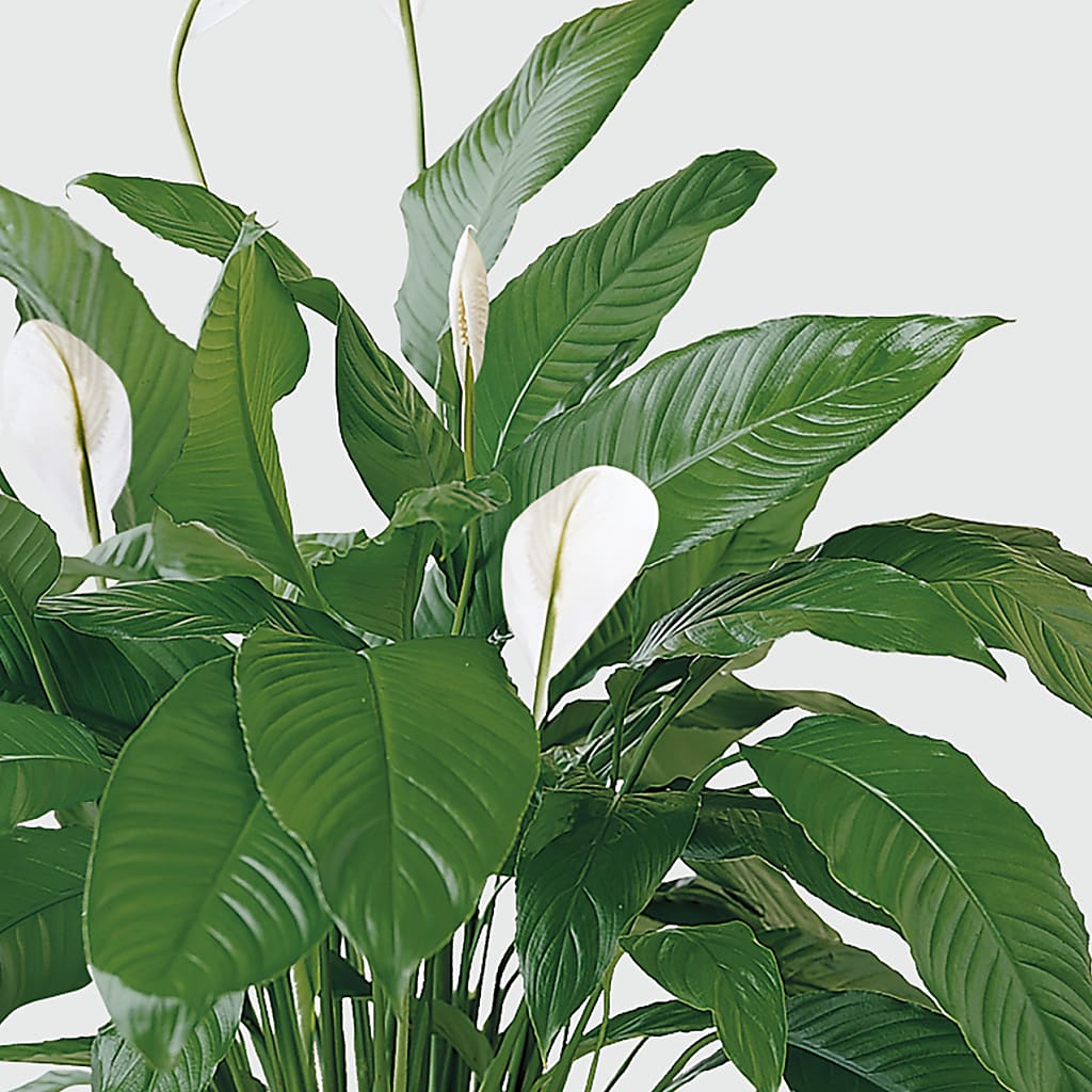 Tranquil Moments Peace Lily Plant –  Hummelstown Flowers, Hummelstown PA