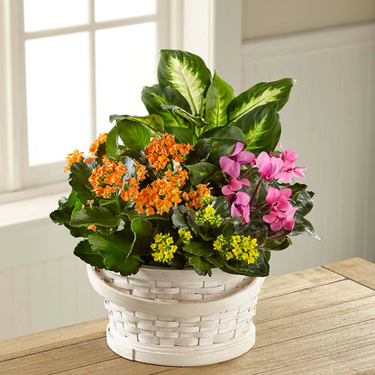 Color Crush Dishgarden –  Hummelstown Flowers, Hummelstown PA