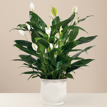 Comfort Planter –  Hummelstown Flowers, Hummelstown PA