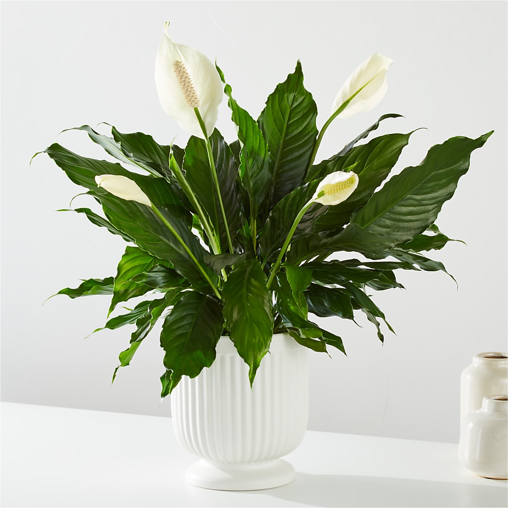 Comfort Planter –  Hummelstown Flowers, Hummelstown PA