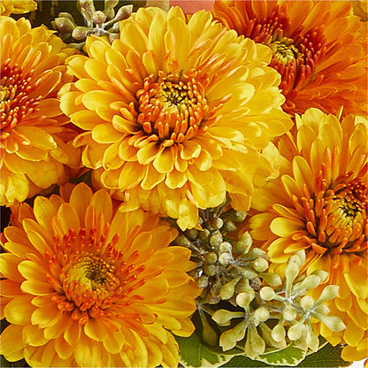 Peachy Pumpkin –  Hummelstown Flowers, Hummelstown PA