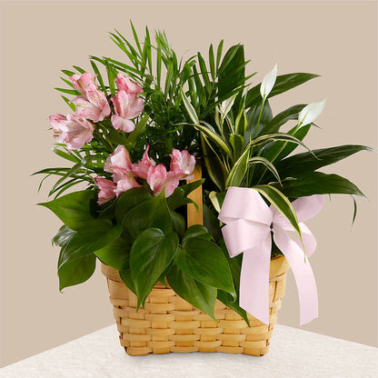 Living Spirit Dishgarden –  Hummelstown Flowers, Hummelstown PA