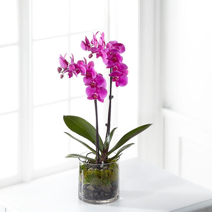 Pink Orchid Plant –  Hummelstown Flowers, Hummelstown PA