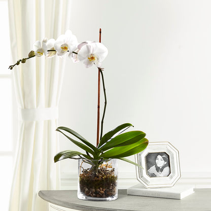 White Orchid Planter –  Hummelstown Flowers, Hummelstown PA